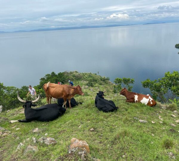 Swimming cows experience