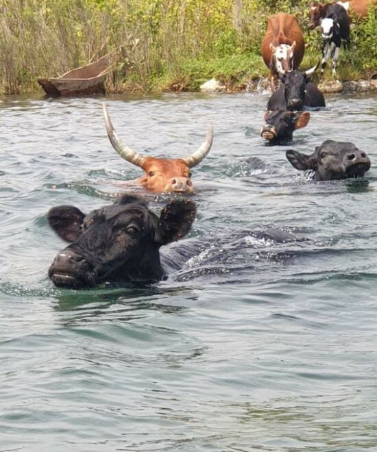 Lake Kivu Swimming Cows Experience
