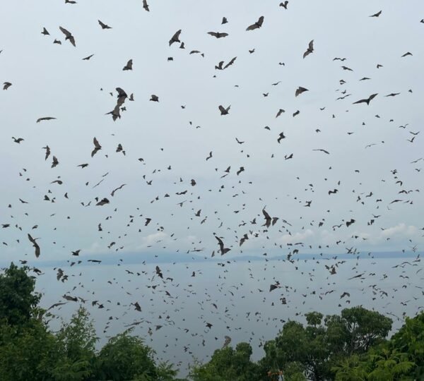 Nature connection Serene surroundings Leisurely dip One-of-a-kind experience